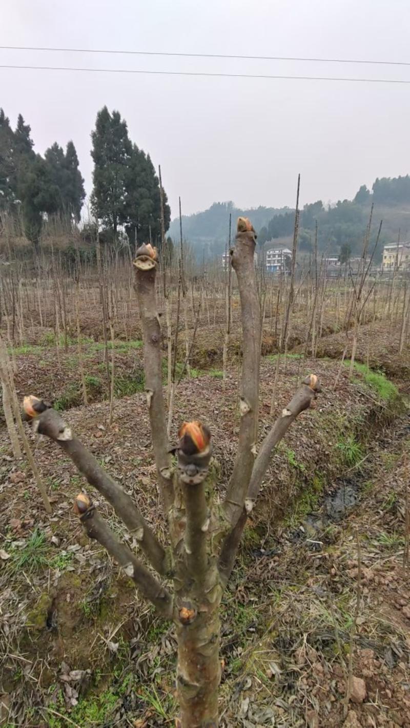 万亩红油香椿，红香椿原产地，香椿之乡，露天种植，绿色食材