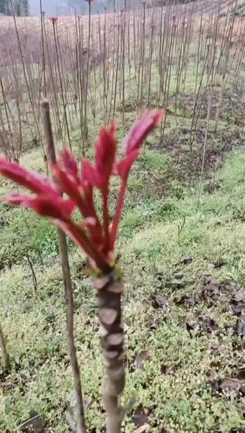 万亩红油香椿，红香椿原产地，香椿之乡，露天种植，绿色食材