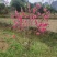 桃花苗，碧桃苗，桃花小苗，桃花苗批发，产地发货，包邮。
