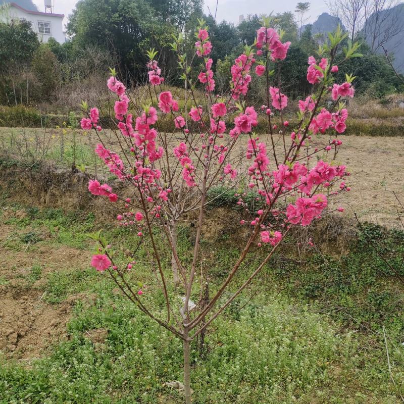 桃花苗，碧桃苗，桃花小苗，桃花苗批发，产地发货，包邮。