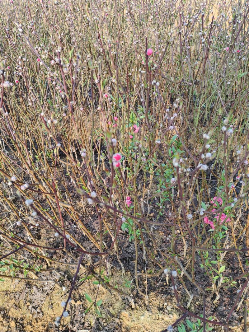 桃花苗，碧桃苗，桃花小苗，桃花苗批发，产地发货，包邮。