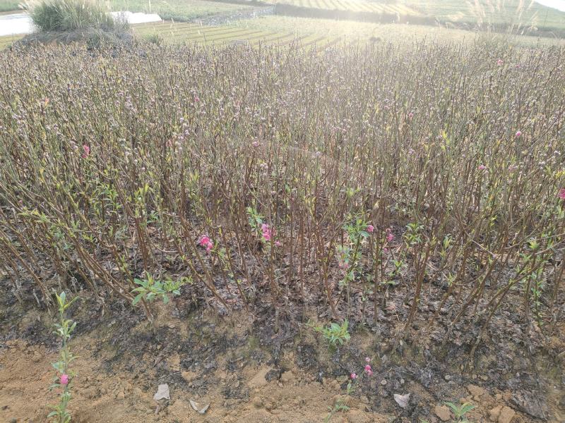 桃花苗，碧桃苗，桃花小苗，桃花苗批发，产地发货，包邮。