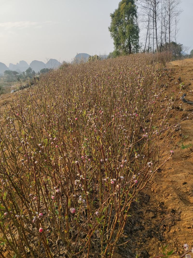 桃花苗，碧桃苗，桃花小苗，桃花苗批发，产地发货，包邮。
