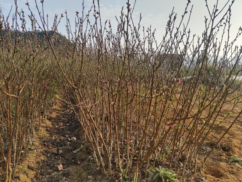 桃花苗，碧桃苗，桃花小苗，桃花苗批发，产地发货，包邮。