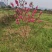 桃花苗，碧桃苗，桃花小苗，桃花苗批发，产地发货，包邮。