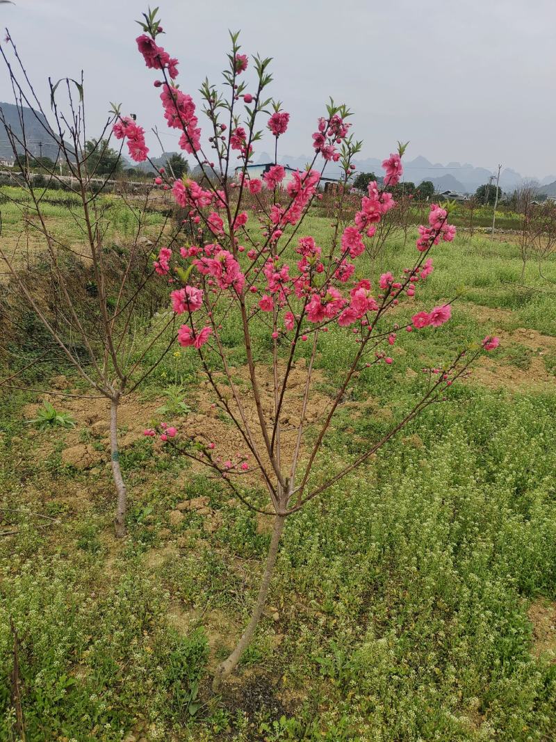 桃花苗，碧桃苗，桃花小苗，桃花苗批发，产地发货，包邮。