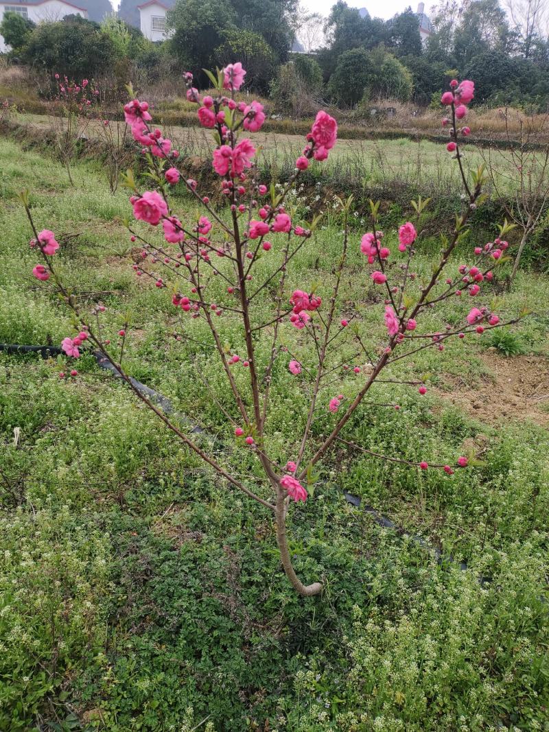 桃花苗，碧桃苗，桃花小苗，桃花苗批发，产地发货，包邮。