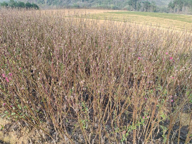 桃花苗，碧桃苗，桃花小苗，桃花苗批发，产地发货，包邮。