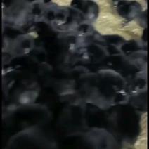 黑土乌鸡母鸡长三斤多公鸡四五斤左右