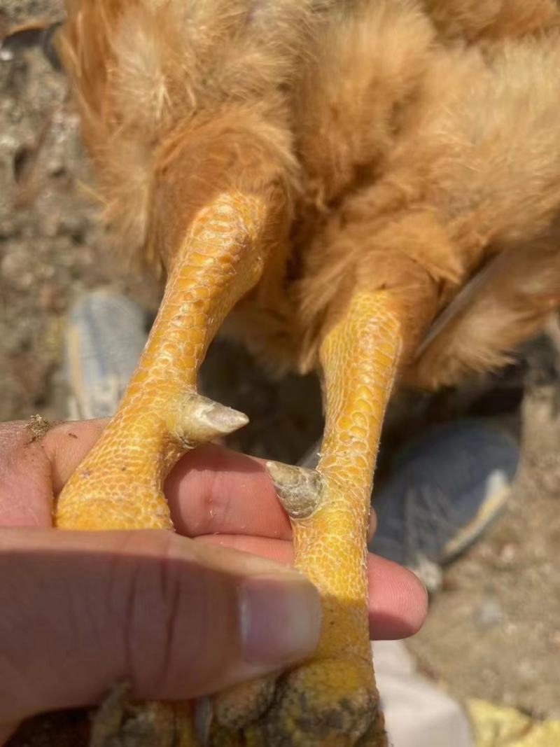 长期销售老水玉米灵山土阉，黄脚黄皮。