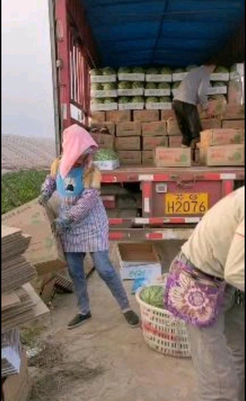 江苏东台8424西瓜一手货源产地整车大量供应
