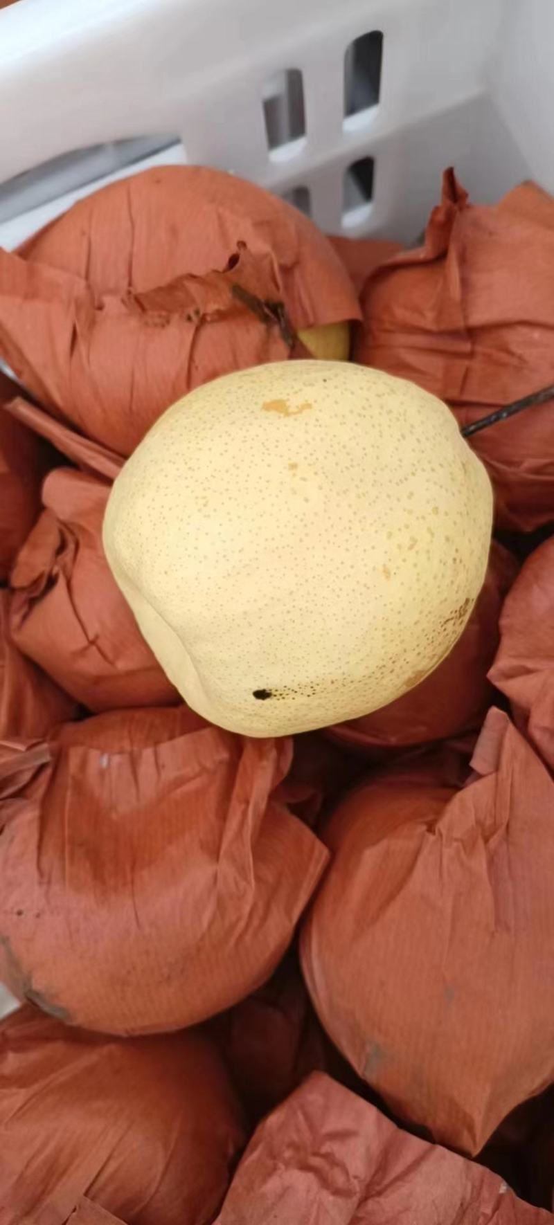 贡梨