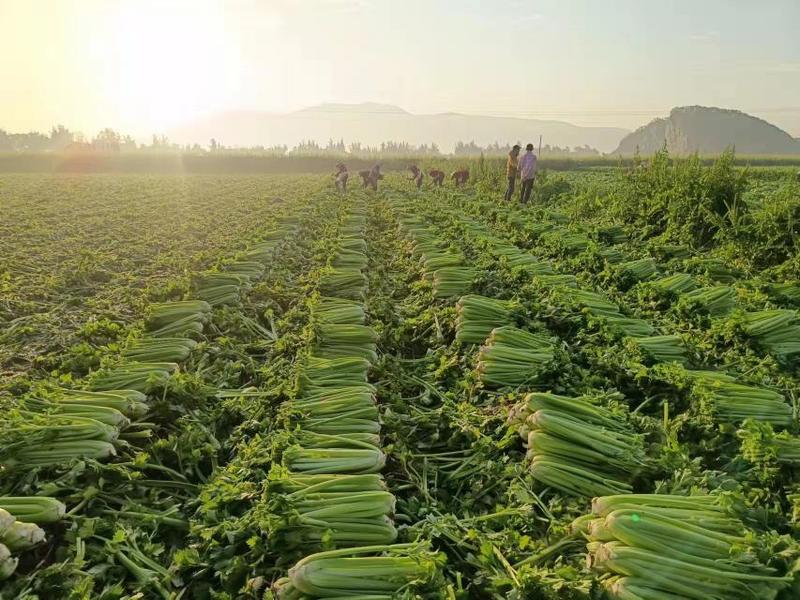 西芹一千两百亩，基地新货开园，持续供货100天质量价格稳