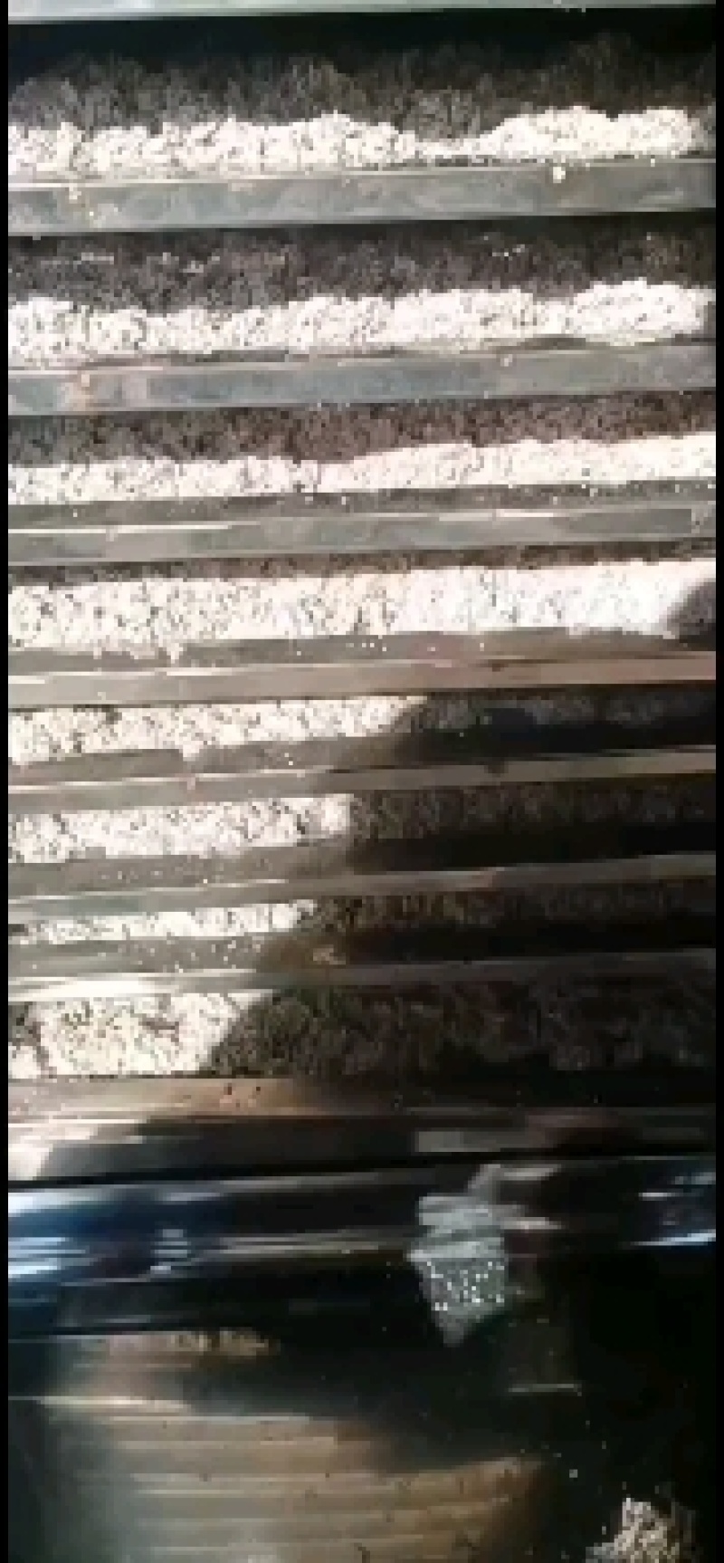 胭脂虫干，湿虫，种虫
