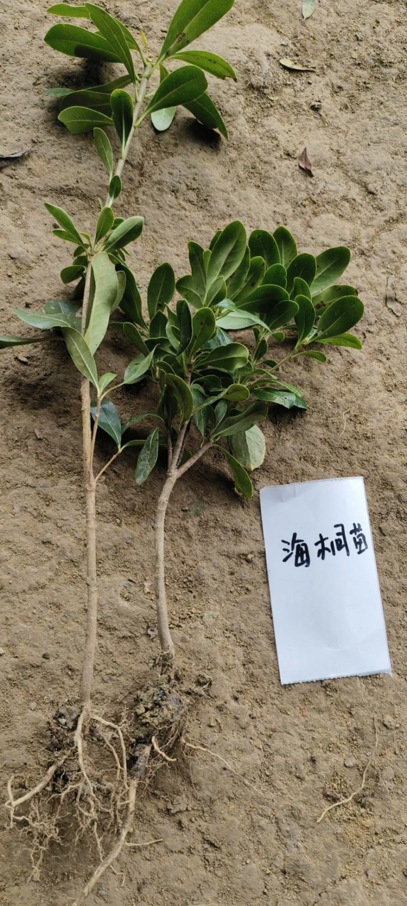 海桐苗高度30-50公分工程苗上车价格0.21元一颗