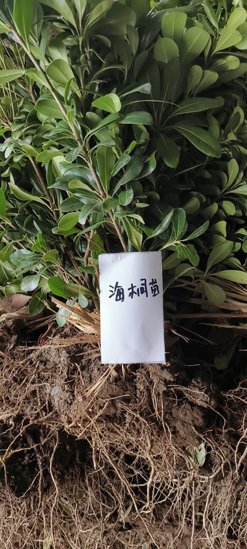 海桐苗高度30-50公分工程苗上车价格0.21元一颗