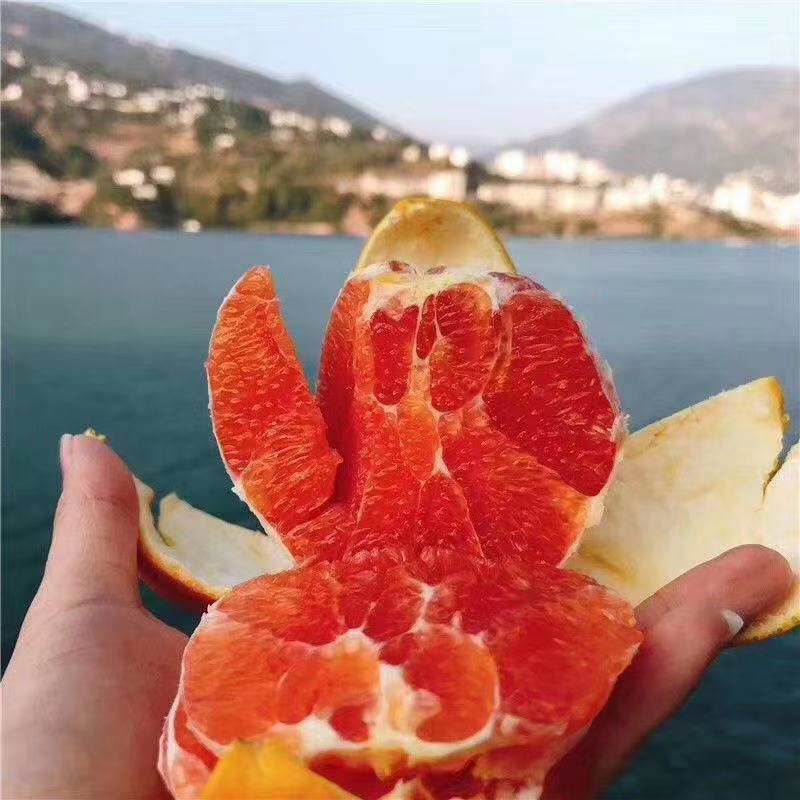 中华红橙树上鲜果看园订货保质保量