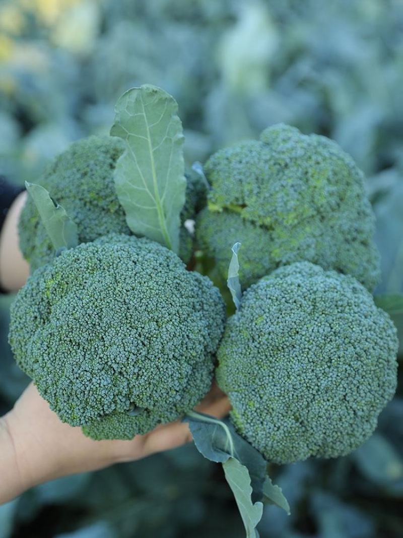 （有机花菜）大量供应保质保量价格便宜欢迎咨询订购