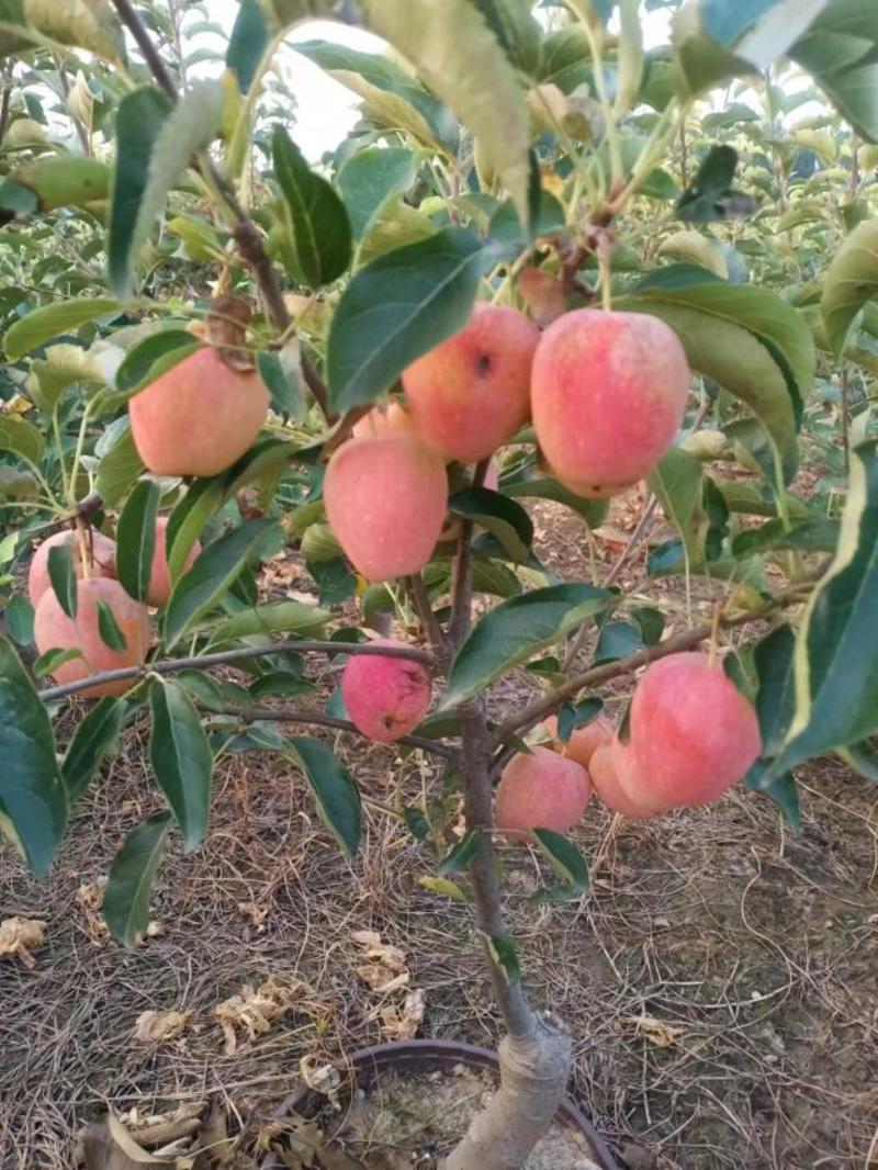 矮化苹果树苗品种纯正规格齐全质量保证