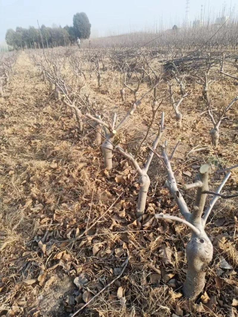 矮化苹果树苗品种纯正规格齐全质量保证