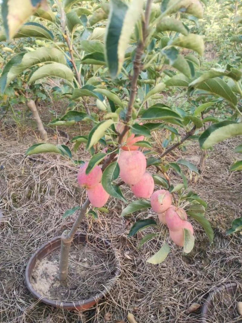 矮化苹果树苗品种纯正规格齐全质量保证