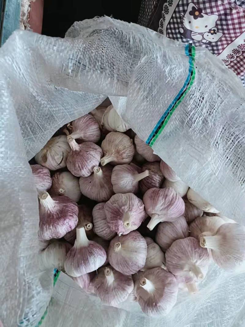 优质金乡大蒜基地直供一手货源，质量保证，代发全国