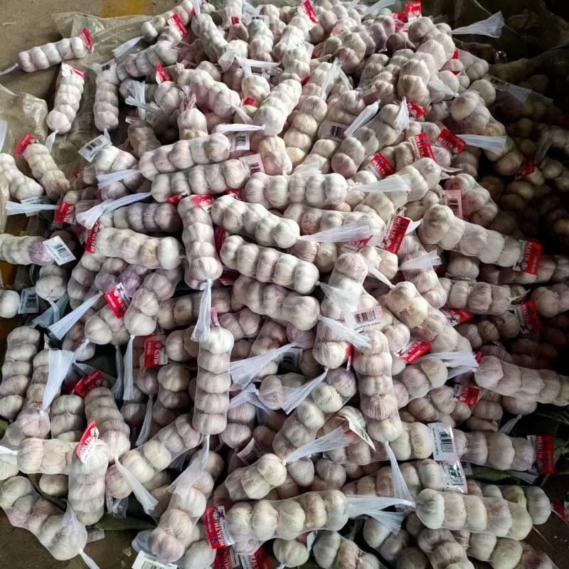 优质金乡大蒜基地直供一手货源，质量保证，代发全国