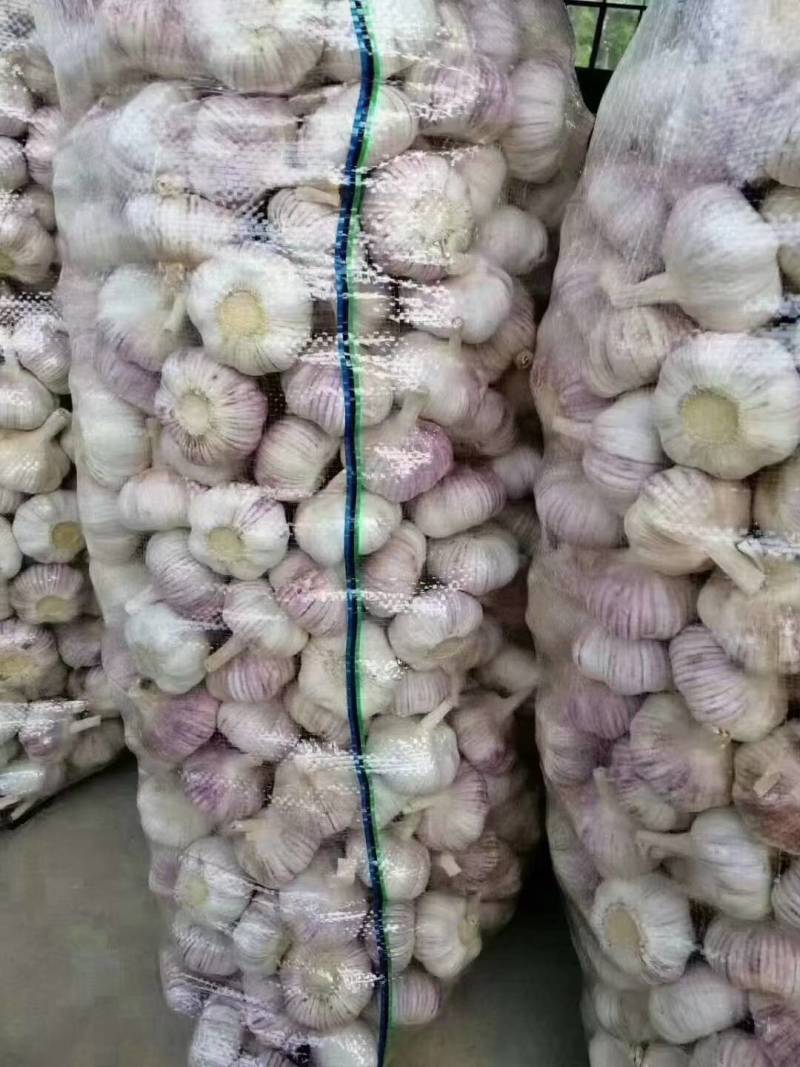 优质金乡大蒜基地直供一手货源，质量保证，代发全国