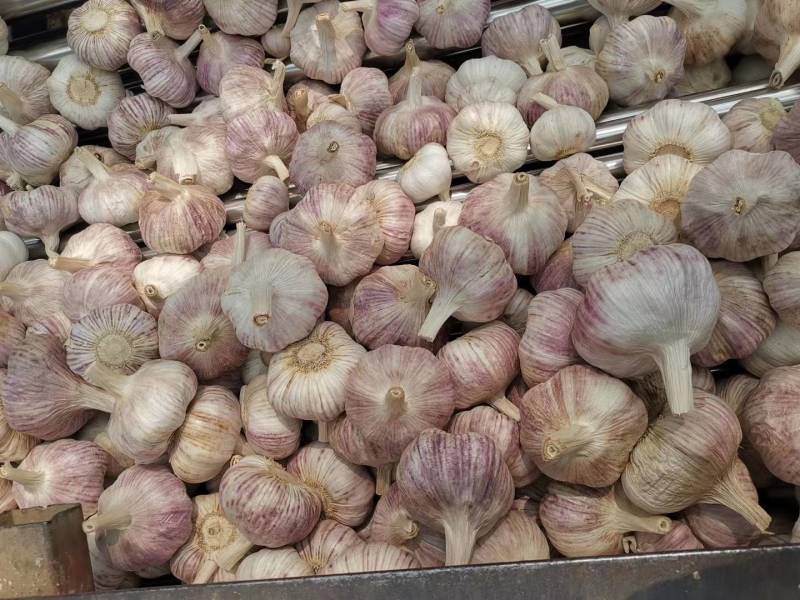 优质金乡大蒜基地直供一手货源，质量保证，代发全国