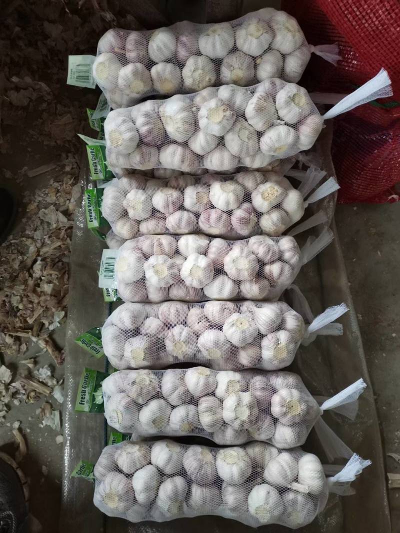 优质金乡大蒜基地直供一手货源，质量保证，代发全国