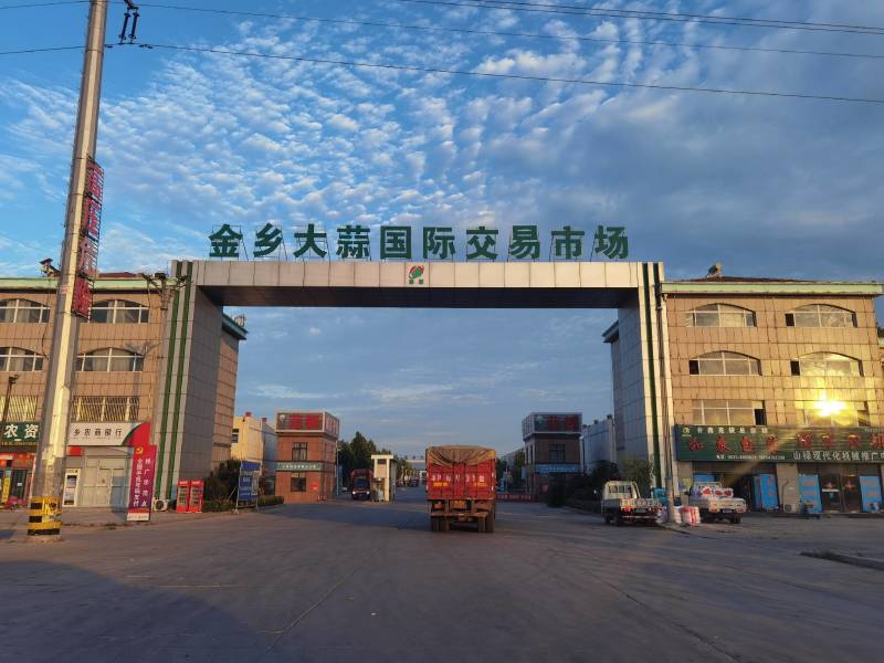 优质金乡大蒜基地直供一手货源，质量保证，代发全国