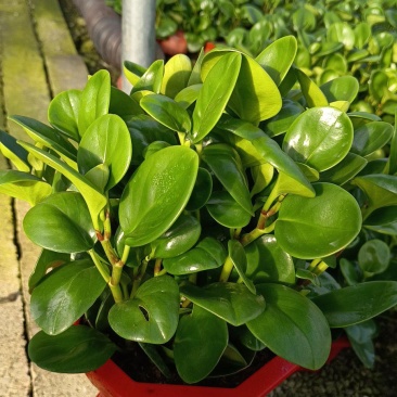花卉基地绿植批发碧玉八宝盆