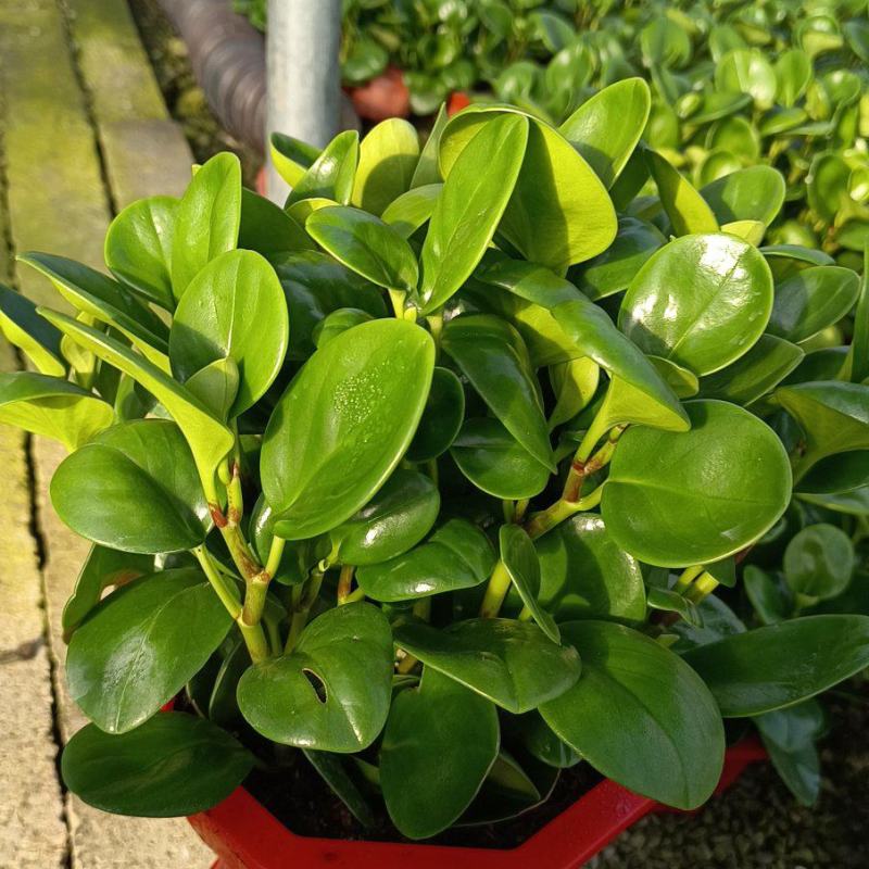 花卉基地绿植批发碧玉八宝盆