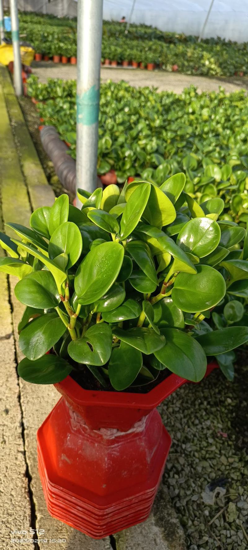 花卉基地绿植批发碧玉八宝盆