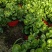 花卉基地绿植批发碧玉八宝盆