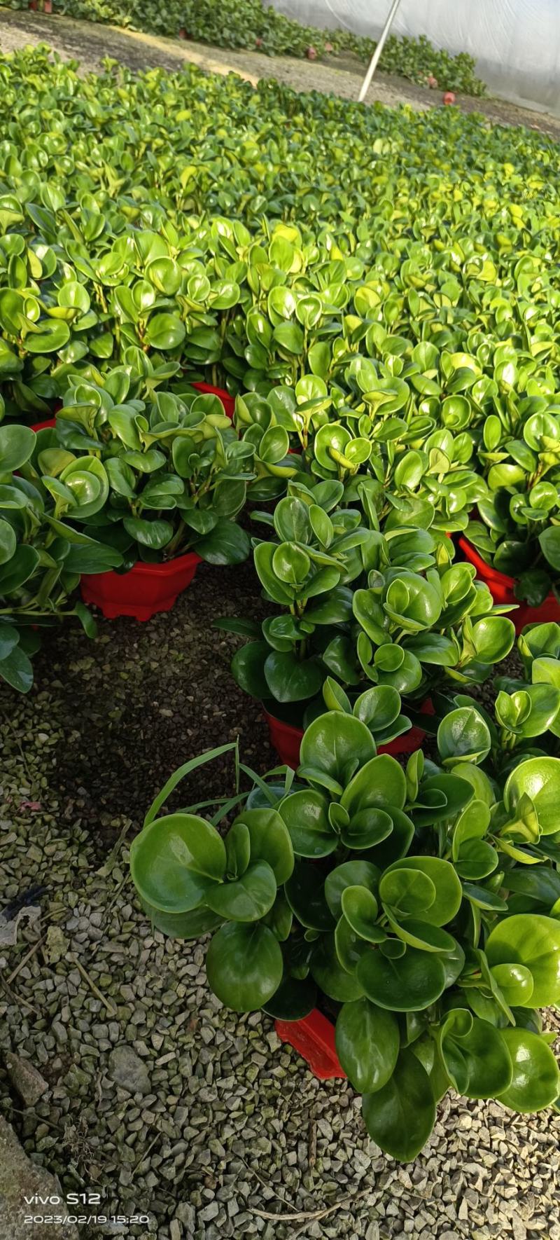 花卉基地绿植批发碧玉八宝盆