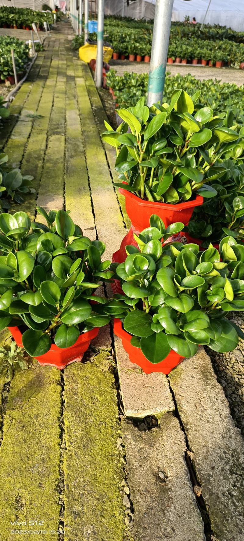 花卉基地绿植批发碧玉八宝盆