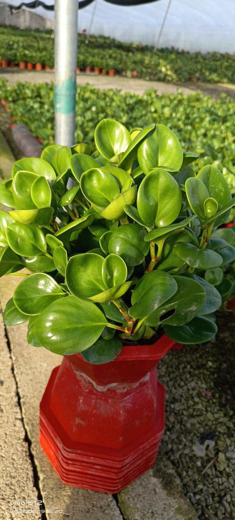 花卉基地绿植批发碧玉八宝盆