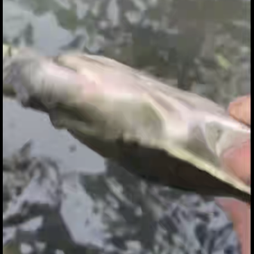 巴西龟，甲鱼，草龟，各种规格，价格优惠