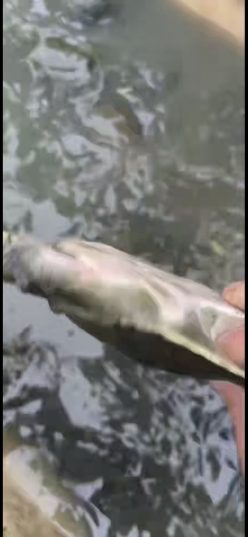 巴西龟，甲鱼，草龟，各种规格，价格优惠