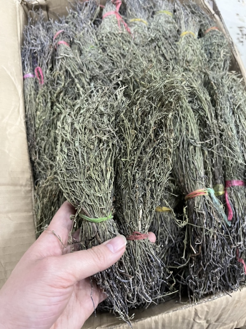 独脚金甘积草独脚金独脚金实物拍摄青绿
