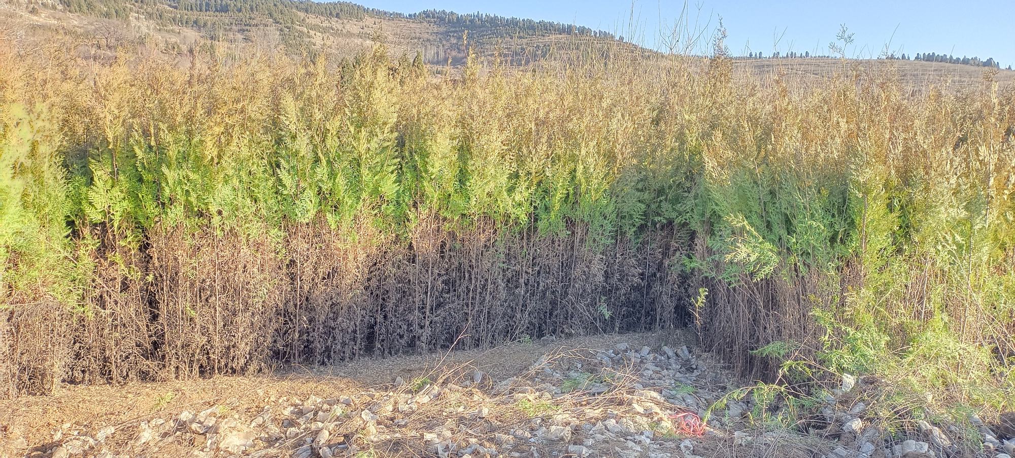 侧柏在园林绿化中的应用