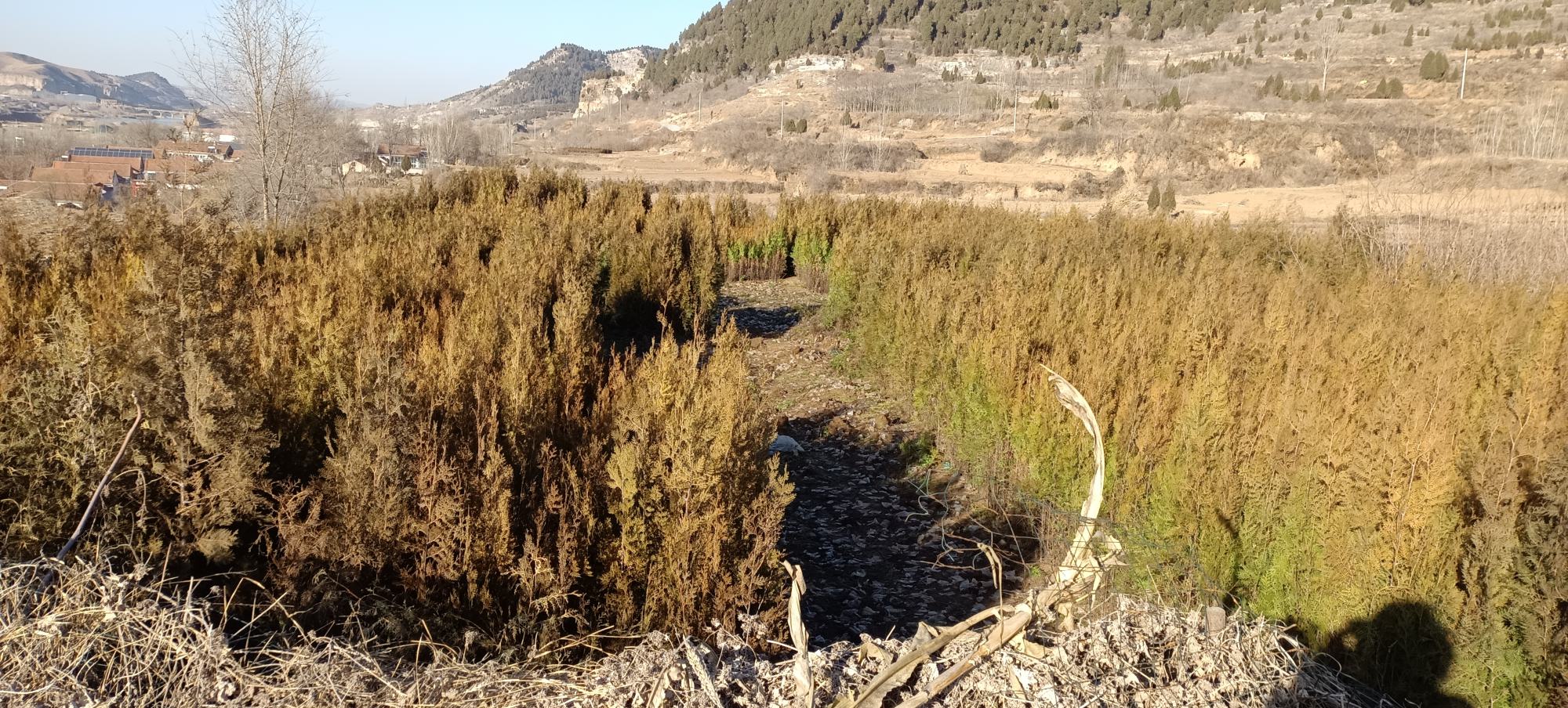 一张实地拍摄照片:一名园林工人正在对一株成年侧柏进行冬季修剪,手持修枝剪,剪除靠近墓碑的下层枝条。树木主干笔直,树皮灰褐色纵裂,针叶翠绿,地面整洁无杂物,背景可见其他排列整齐的侧柏树列 侧柏成年树养护管理现场图