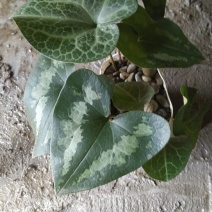 细辛，花叶细辛全草，鲜货，带根带叶，干货，水洗，全根，