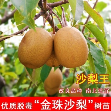 金珠果梨树苗嫁接梨树苗晚熟盆栽地栽沙梨基地可参观
