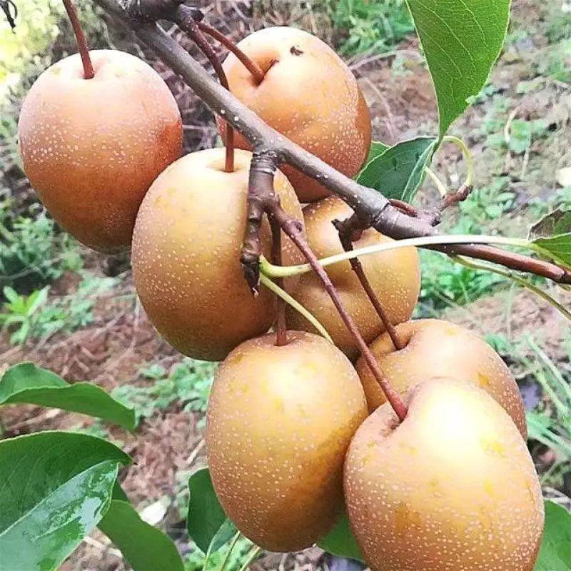 金珠果梨树苗嫁接梨树苗晚熟盆栽地栽沙梨基地可参观