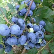适应南北方种植的蓝莓苗盆栽地栽庭院种植的蓝莓树苗供应