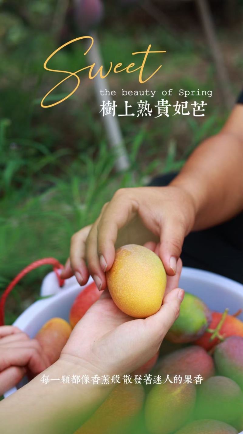 三亚树上熟贵妃芒一件代发