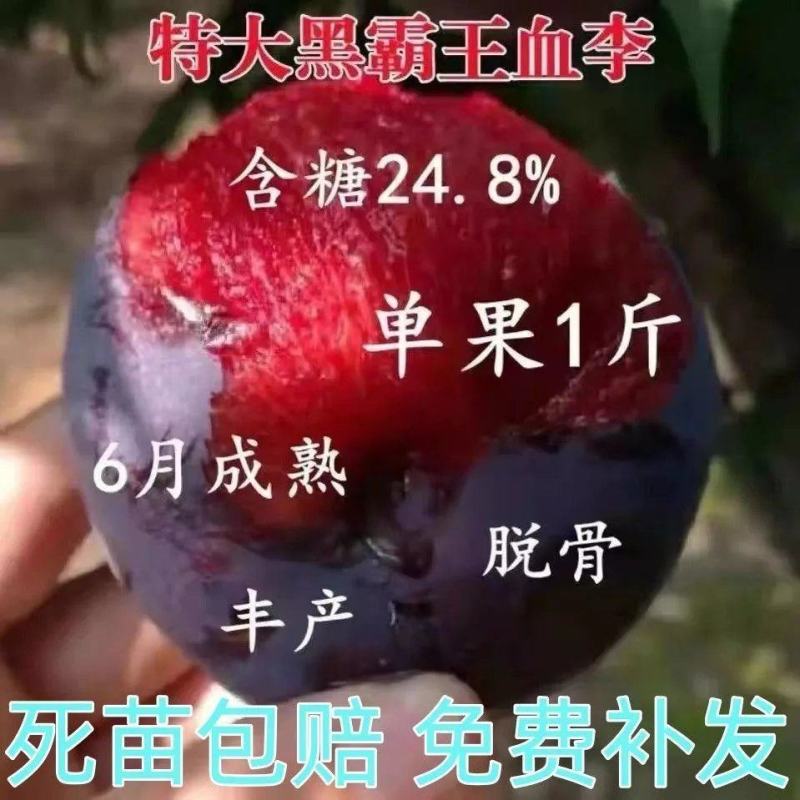 新品种黑霸王血李子苗李子树苗早熟品种当年结果品种齐全包邮