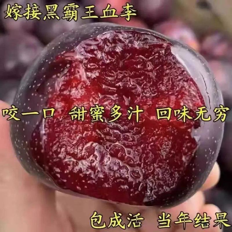新品种黑霸王血李子苗李子树苗早熟品种当年结果品种齐全包邮